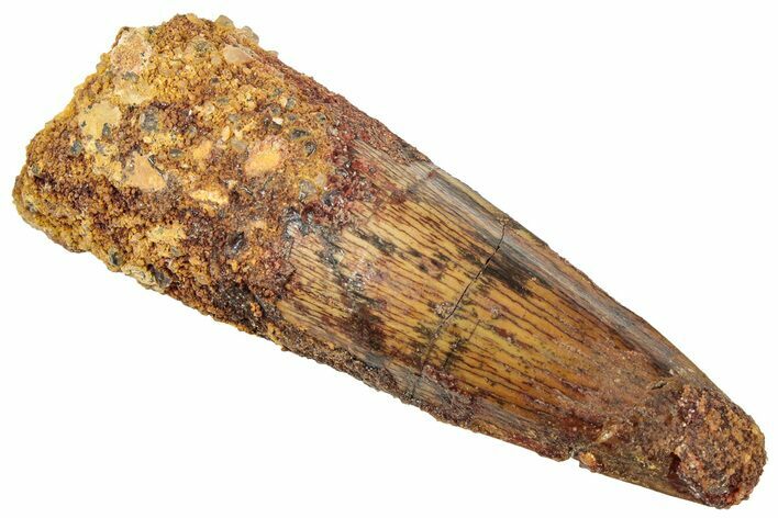 Fossil Spinosaurus Tooth - Real Dinosaur Tooth #322309